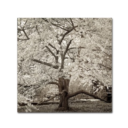 Trademark Fine Art Alan Blaustein 'Hampton Magnolia II' Canvas Art, 35x35 ALI5235-C3535GG
